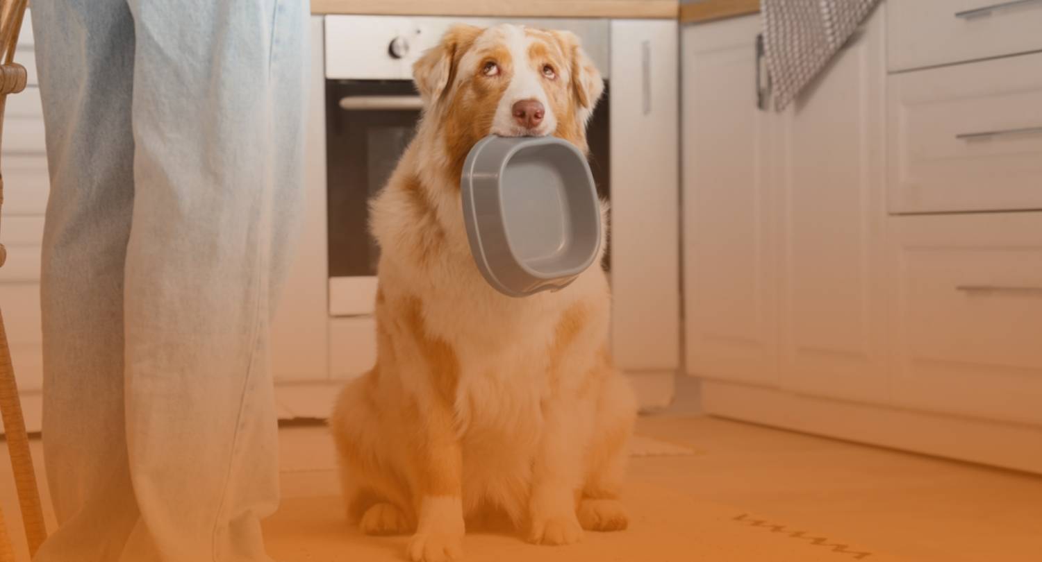 Because your pets deserve the best.