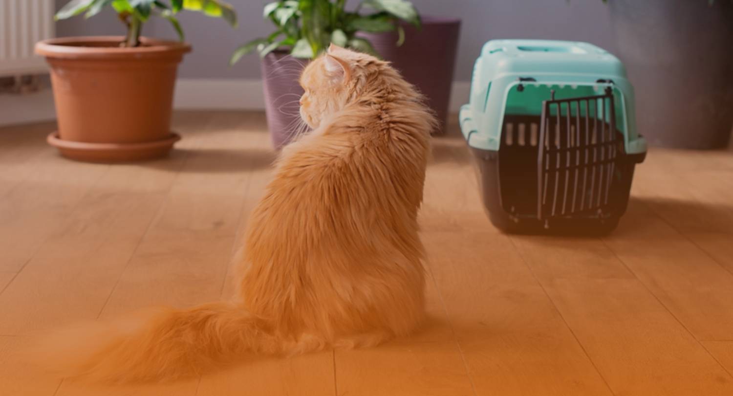 Beds & comfort for happy paws.